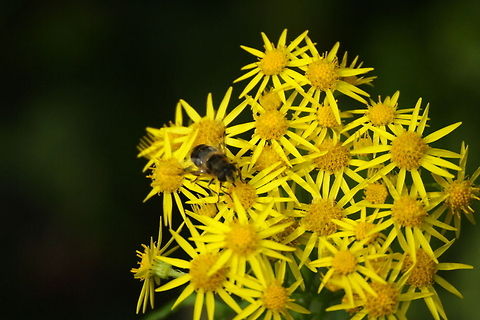 Collecting Pollen  Geotagged,Jacobaea vulgaris,United Kingdom