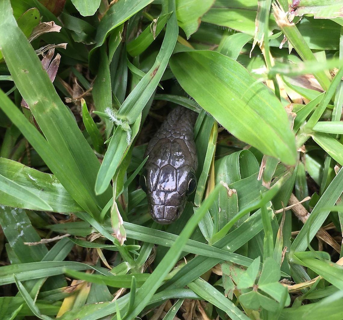Tropidonophis statisticus This is a top view of a Papua New Guinea Keelback. Photo Eastern Highlands Province Papua New Guinea Montane Keelback,Tropidonophis statisticus
