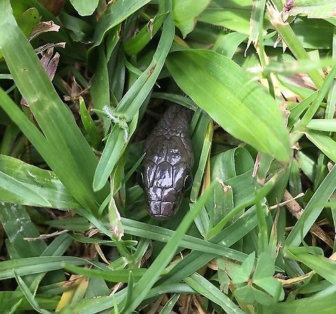 Tropidonophis statisticus This is a top view of a Papua New Guinea Keelback. Photo Eastern Highlands Province Papua New Guinea Montane Keelback,Tropidonophis statisticus