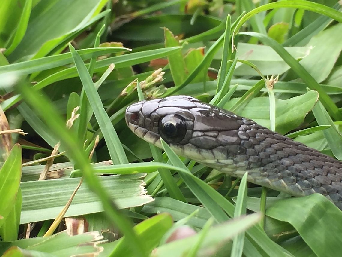 Tropidonophis statisticus Papua New Guinea Don't kill it! This is a Keelback snake photographed in the Aiyura valley of Papua New Guinea Eastern Highlands Province. Story: This snake was on the road in front of my house. 3 Papua New Guinean Men told me not to get near it as it was a "One Second Poison Snake!" Meaning that it would kill me very quickly. They were not local and the place that they were from has several poisonous snake species. We don't have many poisonous snakes here. For reasons of survival Papua New Guineans kill almost every snake they come across. They were horrified when I picked it up.<br />
This species is non-venomous but can sometimes be confused with other venomous snakes.  It is very similar to a Whip snake or Brown snake.  Confirmation was found upon studying the head scales. The Keelback has a Loreal scale between the two small scales in front of the eye and the scale right behind the nostril. Please don't get this close to any un-identified snake if you don't know what you are doing. An excellent article written by David Williams can be found at <a href="http://www.kingsnake.com/aho/pngsmc" rel="nofollow">http://www.kingsnake.com/aho/pngsmc</a>  "Chapter2SnakesofPapuaNewGuinea" Geotagged,Papua New Guinea,Papua New Guinea Montane Keelback,Summer,Tropidonophis statisticus