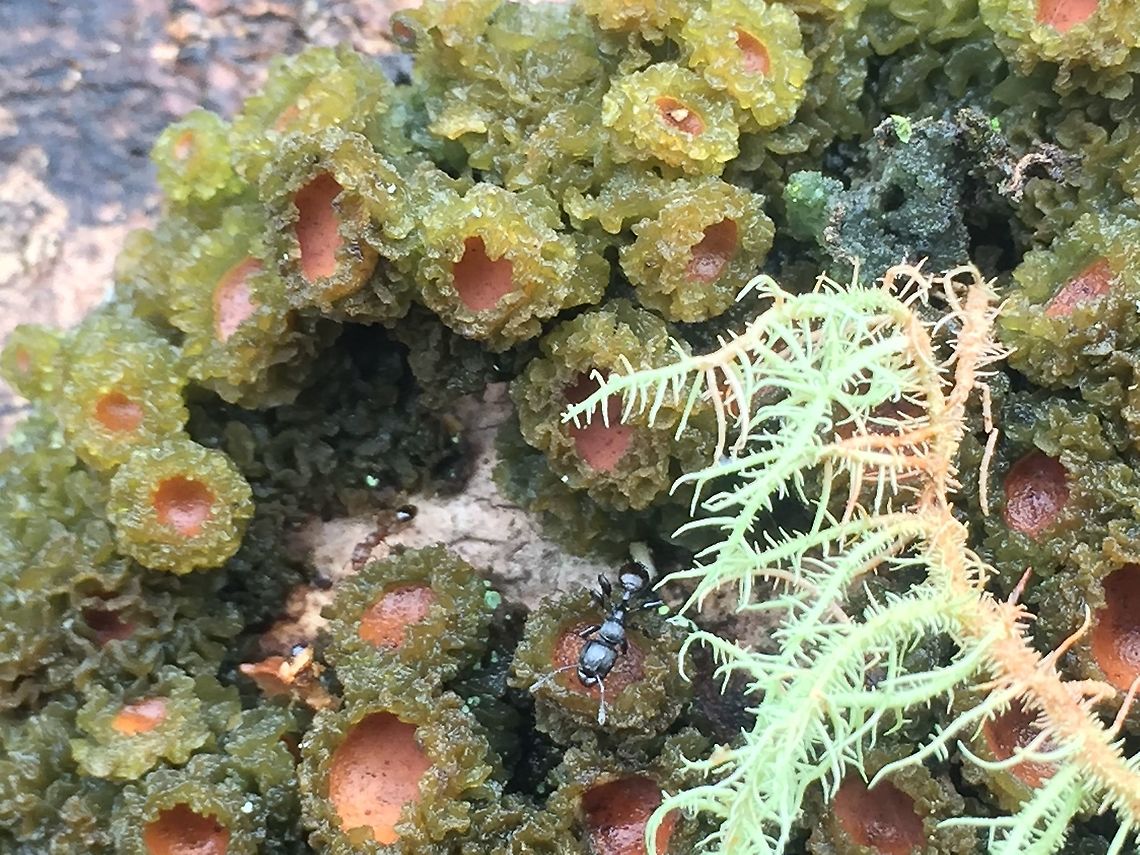 Lichen- Papua New Guinea Found on a fallen tree in my back yard.