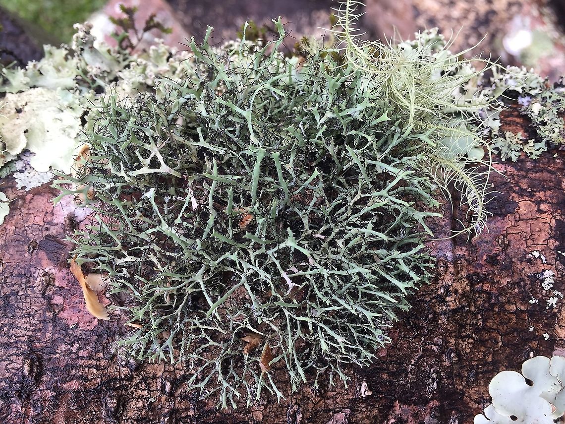 Lichen These are different algae found in my backyard in the Eastern Highlands Province of Papua New Guinea. I have no idea how to identify them.  Lichen
