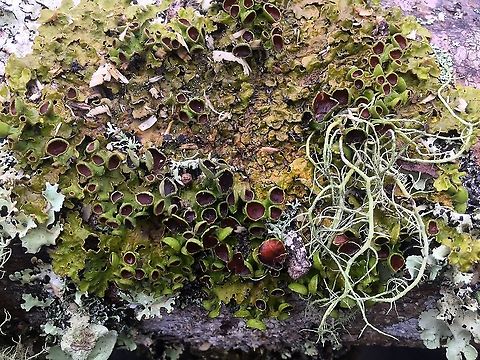 Lichens These are different algae found in my backyard in the Eastern Highlands Province of Papua New Guinea. I have no idea how to identify them.  Lichen
