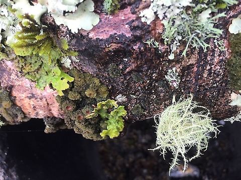 Moss These are different algae found in my backyard in the Eastern Highlands Province of Papua New Guinea. I have no idea how to identify them.