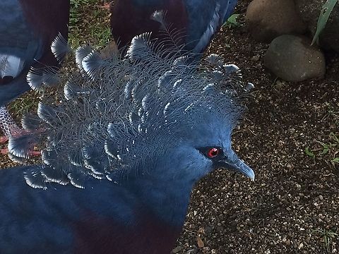 Goura Victoria Beautiful Bird seen in Madang Province Goura victoria,Victoria Crowned Pigeon