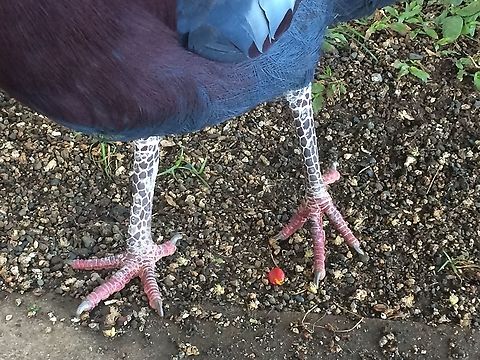 Victoria Crowned Pigeon legs Love the odd look of these legs. Seen in Madang Province Goura victoria,Victoria Crowned Pigeon