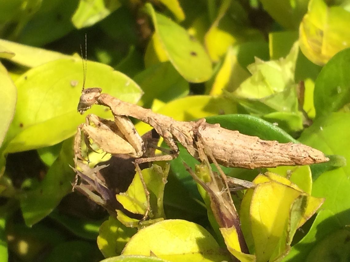 Mantis in New Guinea I actually have no idea how to classify this one. I found him today while trimming a bush in my front yard. He was a little guy. Roughly 3 cm. Aiyura Valley, Eastern Highlands, Papua New Guinea.  Mantidae,mantis,praying mantis