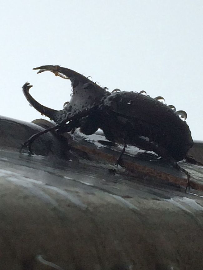 Rhinoceros Beetle Papua New Guinea I found this guy clinging to a gutter after a rainstorm. I believe he&rsquo;s a Xylotroupes He&rsquo;s roughly 65mm long. Aiyura Valley, Papua New Guinea.  Xylotroupes,Xylotrupes socrates