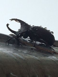 Rhinoceros Beetle Papua New Guinea I found this guy clinging to a gutter after a rainstorm. I believe he&rsquo;s a Xylotroupes He&rsquo;s roughly 65mm long. Aiyura Valley, Papua New Guinea.  Xylotroupes,Xylotrupes socrates