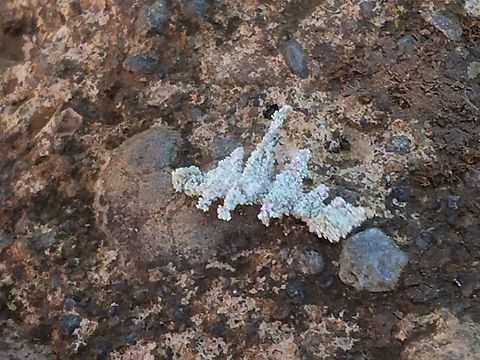 Enispa sp., Aiyura Valley, Eastern Highlands, Papua New Guinea