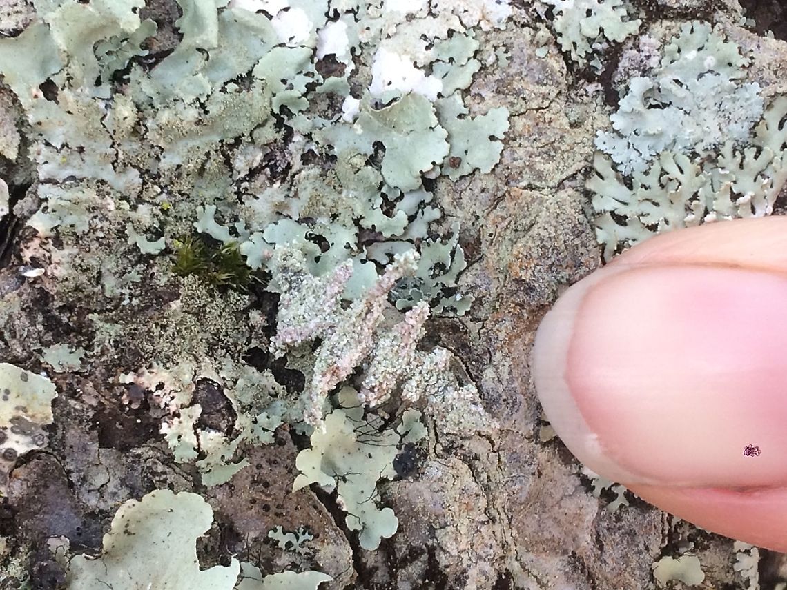 Find the Inchworm-in PNG! Ok Jungledragon, I hope to stump you with this one. This guy was amazing! It&rsquo;s a white camouflage inchworm on a pine tree. Found in the Aiyura Valley, Eastern Highlands, Papua New Guinea. I have a video of it if someone would like it.