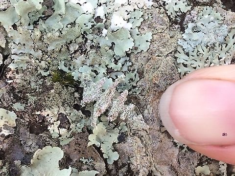 Find the Inchworm-in PNG! Ok Jungledragon, I hope to stump you with this one. This guy was amazing! It’s a white camouflage inchworm on a pine tree. Found in the Aiyura Valley, Eastern Highlands, Papua New Guinea. I have a video of it if someone would like it.