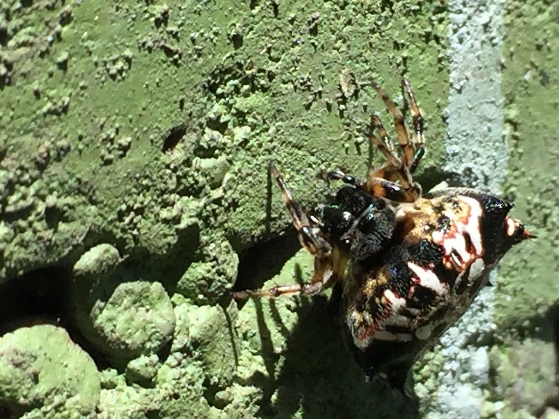 Gasteracantha sp., Papua New Guinea  Gasteracantha sacerdotalis,Priestly Spiny Orbweaver