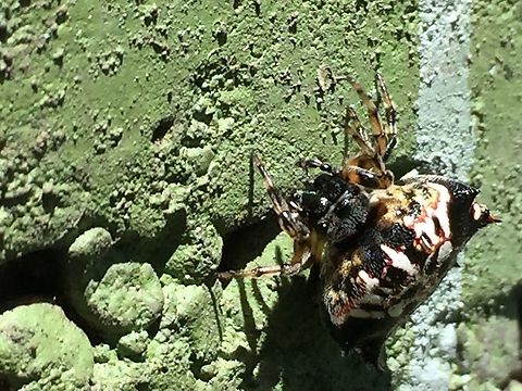 Gasteracantha sp., Papua New Guinea  Gasteracantha sacerdotalis,Priestly Spiny Orbweaver