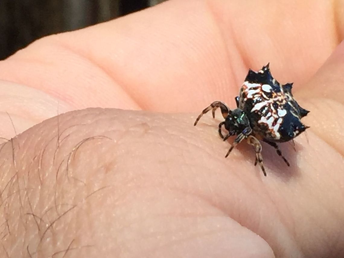Gasteracantha Sacerdotalis Spiny Orb Weaver. Gasteracantha Sacerdotalis Aiyura Valley, Eastern Highlands, Papua New Guinea.  Gasteracantha sacerdotalis,Priestly Spiny Orbweaver