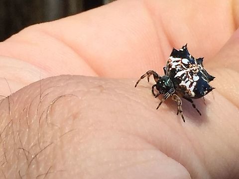 Gasteracantha Sacerdotalis Spiny Orb Weaver. Gasteracantha Sacerdotalis Aiyura Valley, Eastern Highlands, Papua New Guinea.  Gasteracantha sacerdotalis,Priestly Spiny Orbweaver
