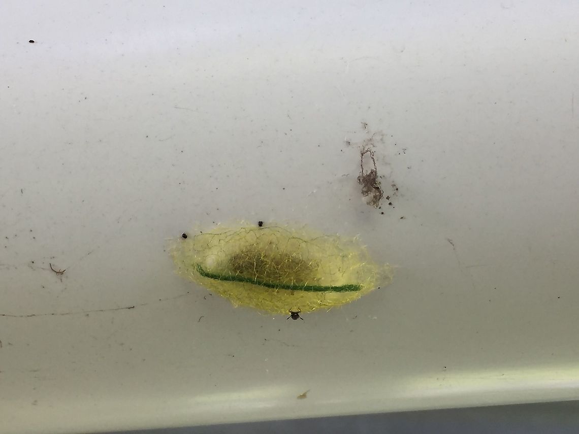 Spiny Orb Weaver Egg Sack Spiny Orb Weaver egg sack. Gasteracantha cancriformis.  Aiyura Valley, Eastern Highlands, Papua New Guinea.