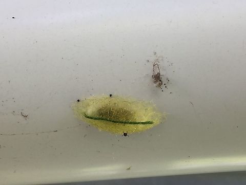 Spiny Orb Weaver Egg Sack Spiny Orb Weaver egg sack. Gasteracantha cancriformis.  Aiyura Valley, Eastern Highlands, Papua New Guinea.