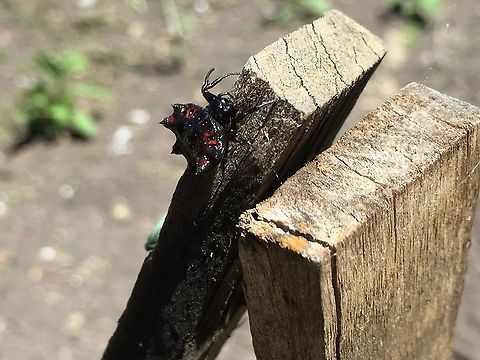 Black Orb!! I have seen many Spiny Orb Weavers, but this is the first black one. Gasteracantha cancriformis?  Aiyura Valley, Eastern Highlands, Papua New Guinea.  Gasteracantha cancriformis,Gastercantha Cancriformis