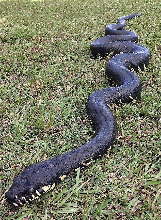 Boelen's Python New Guinea This Boelen&#039;s Python is 3.1 mtrs (10ft 2 inches) long. Known in the mountains Papua New Guinea as Blek Moran (Black Python) or Papa Graun (Literally: &quot;Owner of the Land!&quot;). They also have been called &quot;Blue&quot; Moran because of the iridescent blue color they show in the sunlight. They are only found in the Highlands of Papua New Guinea and on Goodenough Island just off the coast. Ever since coming to PNG I have wanted to see one of these! I asked quite a few people about them. Even though they exist only here, very few people have seen one. They are endangered and fall under New Guinea&#039;s highest protection. I rescued this one from a group of men who would have eaten it if I had not bought it from them. Because I could not care for it properly, I released it in a safe environment. Three weeks after I parted with it someone brought me an 8 footer to sell. I quickly declined, not wanting to promote them being hunted out. Fall,Geotagged,Papua New Guinea,Simalia boeleni