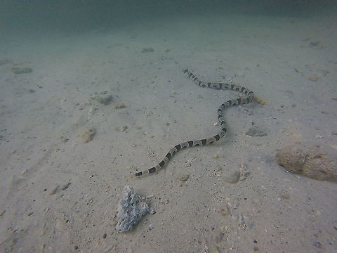 Snake or Eel? For a long time I thought that this was a Sea Krait. Even though I saw some differences, I never did any research. What I now believe I have shot here is Myrichthys Colubrinus / Harlequin Snake Eel.  This photo was taken in Madang, Papua New Guinea. Harlequin Snake Eel,Myrichthys colubrinus