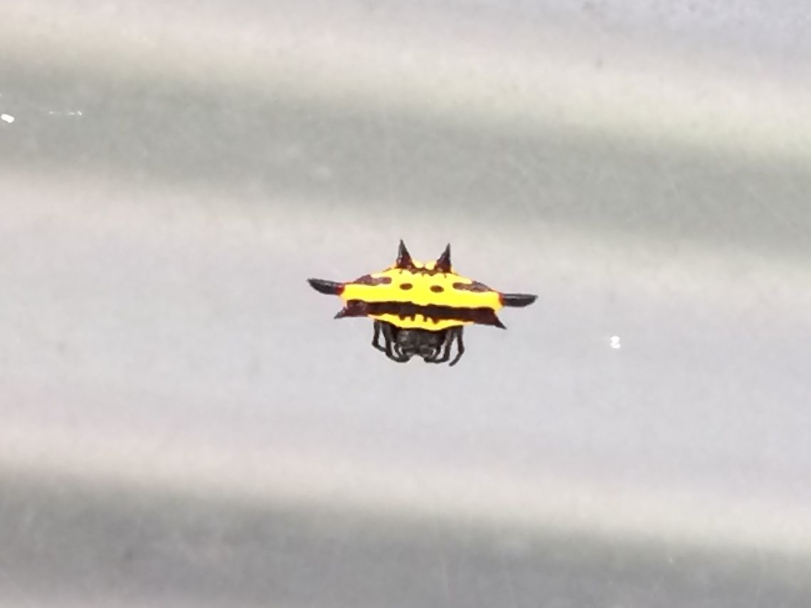 Northern Jewel Gasteracantha Fornicata. There is a joke in there somewhere because they are seemingly everywhere. Must be prolific. Aka: Northern Jeweled Spider. Aiyura Valley  Gastercantha Fornicata