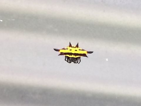 Northern Jewel Gasteracantha Fornicata. There is a joke in there somewhere because they are seemingly everywhere. Must be prolific. Aka: Northern Jeweled Spider. Aiyura Valley  Gastercantha Fornicata