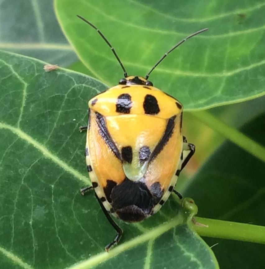Hyrmine sexpunctata - Happy Little Stinker I&rsquo;m not convinced this is what I have but I think it&rsquo;s a Catacanthus incarnatus. Aiyura Valley, Papua New Guinea. <br />
<br />
Arp says: No it&#039;s not. See for updates in comments below!<br />
New images of same species (presumably/probably):<br />
<br />
Variant with red streaks:<br />
<figure class="photo"><a href="https://www.jungledragon.com/image/91584/hyrmine_sexpunctata_with_red.html" title="Hyrmine sexpunctata with Red"><img src="https://s3.amazonaws.com/media.jungledragon.com/images/3876/91584_thumb.jpeg?AWSAccessKeyId=05GMT0V3GWVNE7GGM1R2&Expires=1767225610&Signature=yK9kqo4zZLtvBIadlqyDbc%2B%2FKKk%3D" width="200" height="146" alt="Hyrmine sexpunctata with Red For discussion see with this image:<br />
https://www.jungledragon.com/image/91519/happy_little_stinker.html Heteroptera,Hyrmine,Hyrmine sexpunctata,Pentatomidae,Pentatominae,Pentatomini" /></a></figure><br />
Late instar nymph:<br />
<figure class="photo"><a href="https://www.jungledragon.com/image/91582/hyrmine_sexpunctata_-_nymph.html" title="Hyrmine sexpunctata - Nymph"><img src="https://s3.amazonaws.com/media.jungledragon.com/images/3876/91582_thumb.jpeg?AWSAccessKeyId=05GMT0V3GWVNE7GGM1R2&Expires=1767225610&Signature=HMjN5GDseqnFT7oSd1wiL7F%2BSdc%3D" width="200" height="150" alt="Hyrmine sexpunctata - Nymph For discussion see with this image:<br />
https://www.jungledragon.com/image/91519/happy_little_stinker.html Heteroptera,Hyrmine,Hyrmine sexpunctata,Nymph,Pentatomidae,Pentatominae,Pentatomini" /></a></figure> Heteroptera,Hyrmine,Hyrmine sexpunctata,Pentatomidae,Pentatominae,Pentatomini