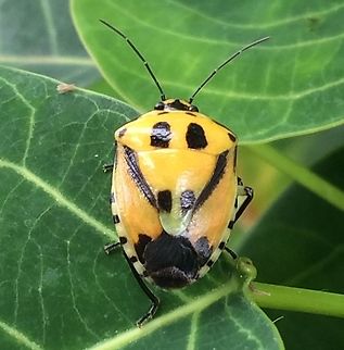 Hyrmine sexpunctata - Happy Little Stinker I’m not convinced this is what I have but I think it’s a Catacanthus incarnatus. Aiyura Valley, Papua New Guinea. 

Arp says: No it's not. See for updates in comments below!
New images of same species (presumably/probably):

Variant with red streaks:
https://www.jungledragon.com/image/91584/stinker_with_red.html
Late instar nymph:
https://www.jungledragon.com/image/91582/hyrmine_sexpunctata_-_nymph.html Heteroptera,Hyrmine,Hyrmine sexpunctata,Pentatomidae,Pentatominae,Pentatomini