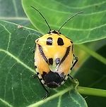 Hyrmine sexpunctata - Happy Little Stinker I’m not convinced this is what I have but I think it’s a Catacanthus incarnatus. Aiyura Valley, Papua New Guinea. <br />
<br />
Arp says: No it's not. See for updates in comments below!<br />
New images of same species (presumably/probably):<br />
<br />
Variant with red streaks:<br />
https://www.jungledragon.com/image/91584/stinker_with_red.html<br />
Late instar nymph:<br />
https://www.jungledragon.com/image/91582/hyrmine_sexpunctata_-_nymph.html Heteroptera,Hyrmine,Hyrmine sexpunctata,Pentatomidae,Pentatominae,Pentatomini