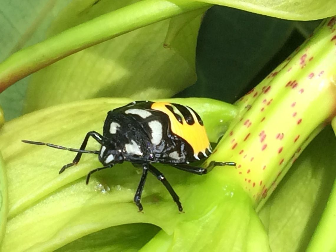 Hyrmine sexpunctata - Nymph For discussion see with this image:<br />
<figure class="photo"><a href="https://www.jungledragon.com/image/91519/hyrmine_sexpunctata_-_happy_little_stinker.html" title="Hyrmine sexpunctata - Happy Little Stinker"><img src="https://s3.amazonaws.com/media.jungledragon.com/images/3876/91519_thumb.jpeg?AWSAccessKeyId=05GMT0V3GWVNE7GGM1R2&Expires=1759968010&Signature=IrjIulBiE4GWMBpGFdFE10l4Hr8%3D" width="150" height="152" alt="Hyrmine sexpunctata - Happy Little Stinker I&rsquo;m not convinced this is what I have but I think it&rsquo;s a Catacanthus incarnatus. Aiyura Valley, Papua New Guinea. <br />
<br />
Arp says: No it&#039;s not. See for updates in comments below!<br />
New images of same species (presumably/probably):<br />
<br />
Variant with red streaks:<br />
https://www.jungledragon.com/image/91584/stinker_with_red.html<br />
Late instar nymph:<br />
https://www.jungledragon.com/image/91582/hyrmine_sexpunctata_-_nymph.html Heteroptera,Hyrmine,Hyrmine sexpunctata,Pentatomidae,Pentatominae,Pentatomini" /></a></figure> Heteroptera,Hyrmine,Hyrmine sexpunctata,Nymph,Pentatomidae,Pentatominae,Pentatomini