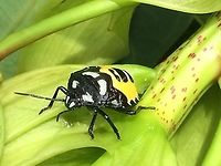 Hyrmine sexpunctata - Nymph For discussion see with this image:<br />
https://www.jungledragon.com/image/91519/happy_little_stinker.html Heteroptera,Hyrmine,Hyrmine sexpunctata,Nymph,Pentatomidae,Pentatominae,Pentatomini