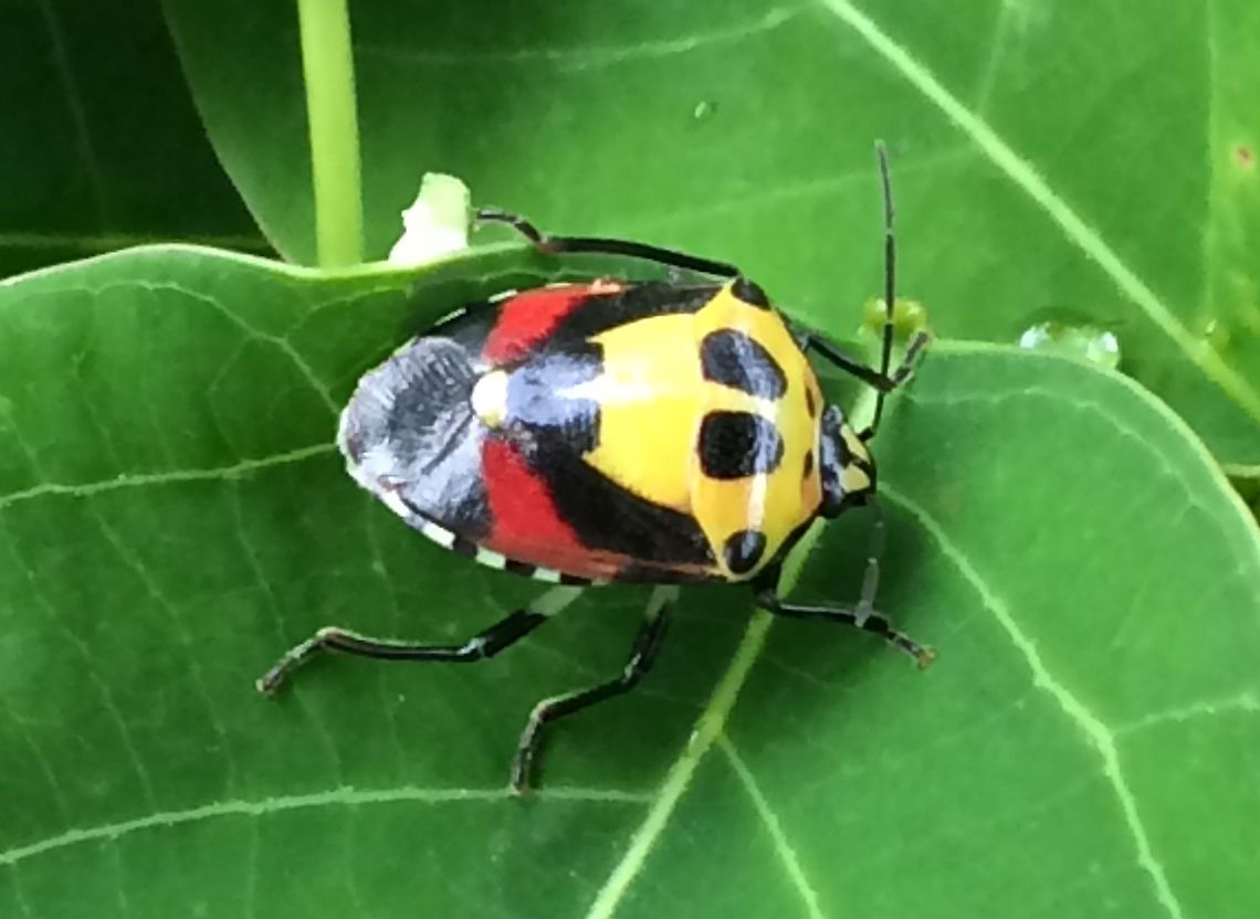 Hyrmine sexpunctata with Red For discussion see with this image:<br />
<figure class="photo"><a href="https://www.jungledragon.com/image/91519/hyrmine_sexpunctata_-_happy_little_stinker.html" title="Hyrmine sexpunctata - Happy Little Stinker"><img src="https://s3.amazonaws.com/media.jungledragon.com/images/3876/91519_thumb.jpeg?AWSAccessKeyId=05GMT0V3GWVNE7GGM1R2&Expires=1767225610&Signature=p2xCkVrIct2YBQU%2B5%2BKyIuO5Vbk%3D" width="150" height="152" alt="Hyrmine sexpunctata - Happy Little Stinker I&rsquo;m not convinced this is what I have but I think it&rsquo;s a Catacanthus incarnatus. Aiyura Valley, Papua New Guinea. <br />
<br />
Arp says: No it&#039;s not. See for updates in comments below!<br />
New images of same species (presumably/probably):<br />
<br />
Variant with red streaks:<br />
https://www.jungledragon.com/image/91584/stinker_with_red.html<br />
Late instar nymph:<br />
https://www.jungledragon.com/image/91582/hyrmine_sexpunctata_-_nymph.html Heteroptera,Hyrmine,Hyrmine sexpunctata,Pentatomidae,Pentatominae,Pentatomini" /></a></figure> Heteroptera,Hyrmine,Hyrmine sexpunctata,Pentatomidae,Pentatominae,Pentatomini