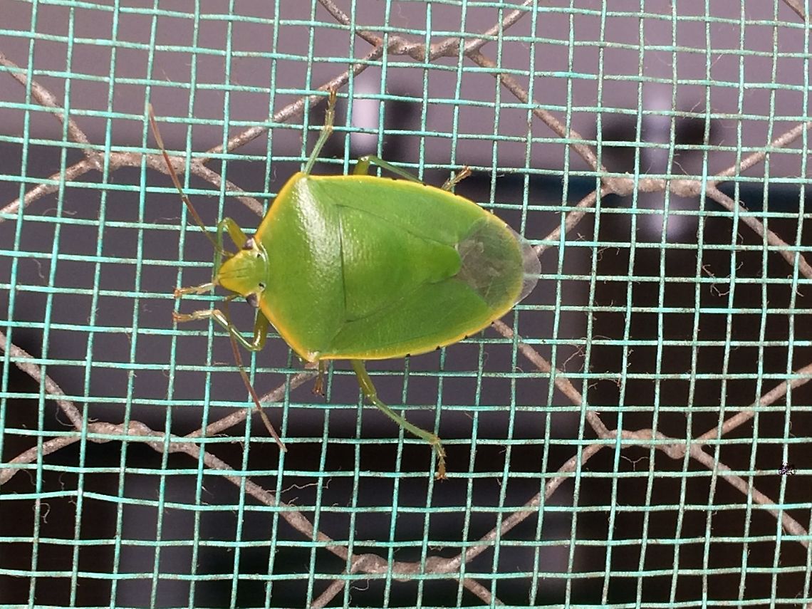 Glaucias sp. The genus Glaucias is in need of a revision, so even with the specimen at hand ID would be problematic. Glaucias,Pentatomidae