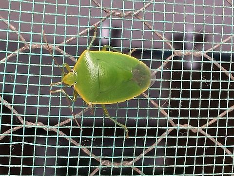 Glaucias sp. The genus Glaucias is in need of a revision, so even with the specimen at hand ID would be problematic. Glaucias,Pentatomidae