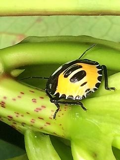 Posterior late Instar Nymph.  Hyrmine Sexpunctata. Rear view of a late instar nymph.  Hyrmine sexpunctata