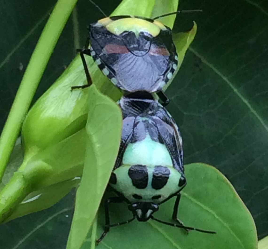 Hyrmine Sexpunctata- In Love! One last picture to show more variety. Hyrmine sexpunctata