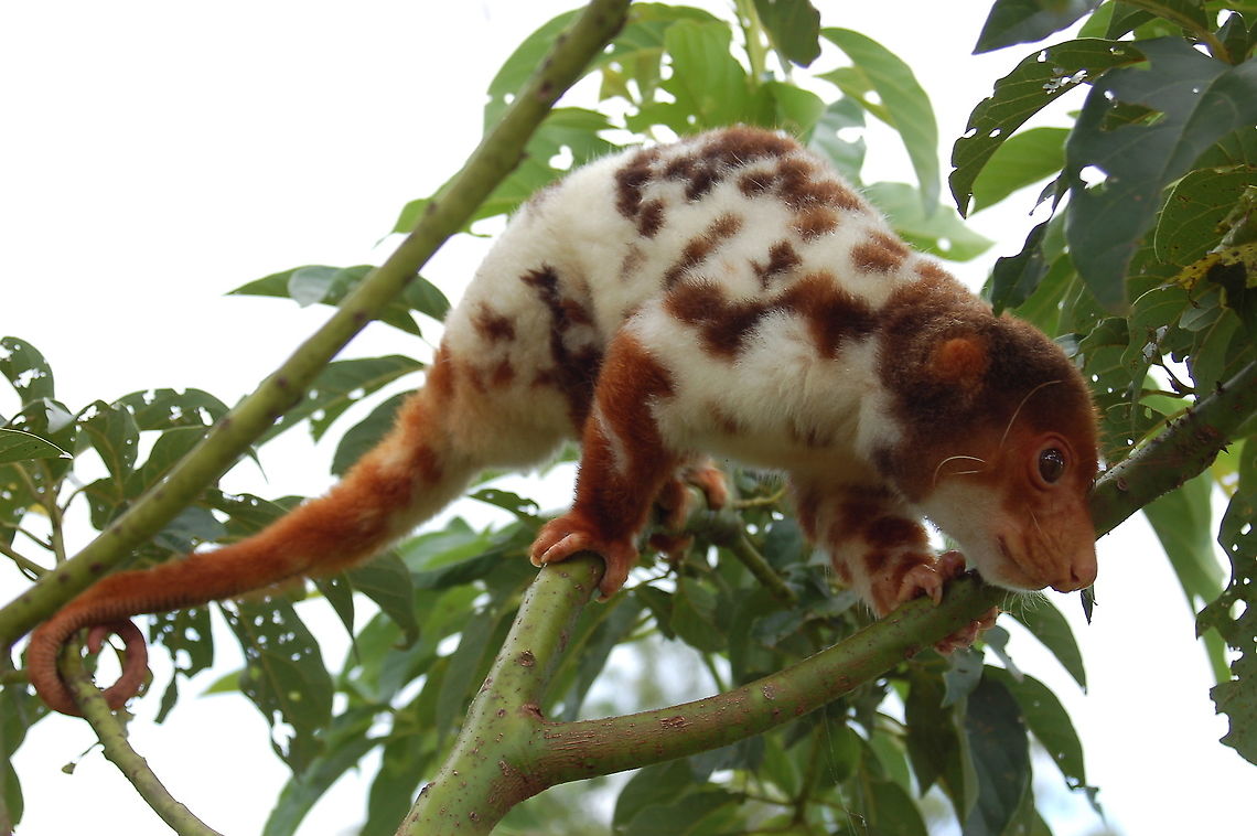 Admiralty Cuscus- Male The Admiralty Cuscus or Manus Island Cuscus is only found on Manus Island. Spilocuscus Kraemeri. This species is considered near-threatened due to loss of habitat and consumption. They are regularly eaten and 3 weeks ago this guy was hanging in a bag near a fire waiting to be dinner. He was rescued and being treated for his injuries. <br />
<br />
The male is white and spotted and the female is dark brown with white on the belly. All Cuscus are marsupials and also have a no fur on the tip of their tail. They are shy but friendly and like to curl up in a safe place.  Admiralty Island cuscus,Manus Island Cuscus,Spilocuscus kraemeri