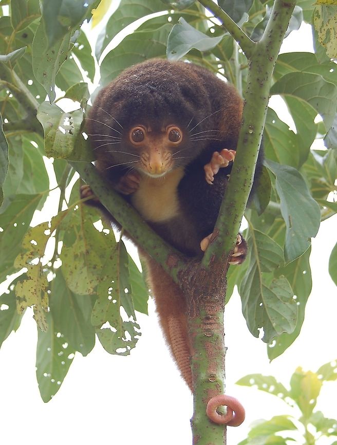 Admiralty Cuscus- Female The Admiralty Cuscus or Manus Island Cuscus is only found on Manus Island. Spilocuscus Kraemeri. This species is considered near-threatened due to loss of habitat and consumption. They are regularly eaten. <br />
<br />
The male is white and spotted and the female is dark brown with white on the belly. All Cuscus are marsupials and also have a no fur on the tip of their tail. They are shy but friendly and like to curl up in a safe place. Admiralty Island cuscus,Manus Island Cuscus,Spilocuscus kraemeri