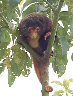Admiralty Cuscus- Female The Admiralty Cuscus or Manus Island Cuscus is only found on Manus Island. Spilocuscus Kraemeri. This species is considered near-threatened due to loss of habitat and consumption. They are regularly eaten. 

The male is white and spotted and the female is dark brown with white on the belly. All Cuscus are marsupials and also have a no fur on the tip of their tail. They are shy but friendly and like to curl up in a safe place.  Admiralty Island cuscus,Manus Island Cuscus,Spilocuscus kraemeri