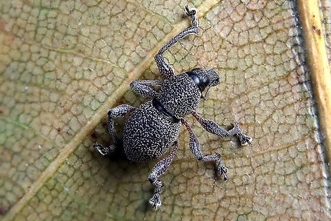 Metapocyrtus (Trachycyrtus) sp. 7 mm long, probably Metapocyrtus genus, Trachycyrtus subgenus but I was surprised not to find many references on the web... Geotagged,Philippines,Winter