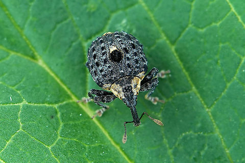 Cionus tuberculosus (Scopoli, 1763) 4 mm long excluding rostrum on Scrophulae Cionus tuberculosus,France,Geotagged,Summer