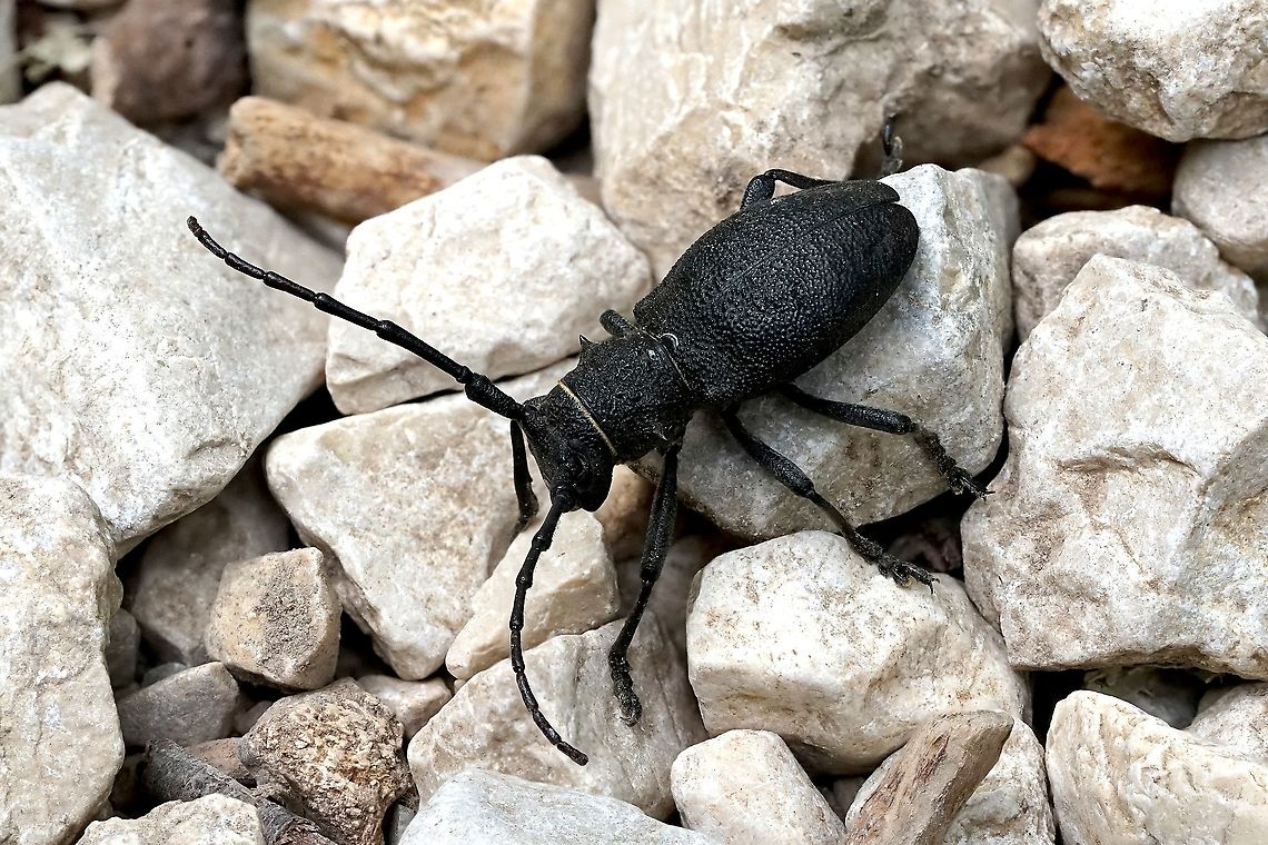Morimus asper (Sulzer, 1776) 26 mm long, black &quot;stainless&quot; form France,Geotagged,Morimus asper,Summer,morimus asper
