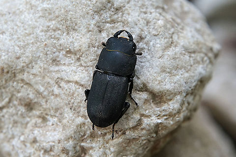 Dorcus parallelipipedus (Linnaeus, 1758) 17 mm long, female Dorcus parallelipipedus,France,Geotagged,Lesser stag beetle,Summer