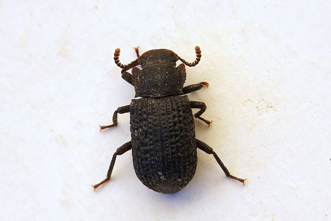 Bolitophagus reticulatus (Linnaeus, 1767) 5.5 mm long tenebrionidae Bolitophagus reticulatus,France,Geotagged,Summer
