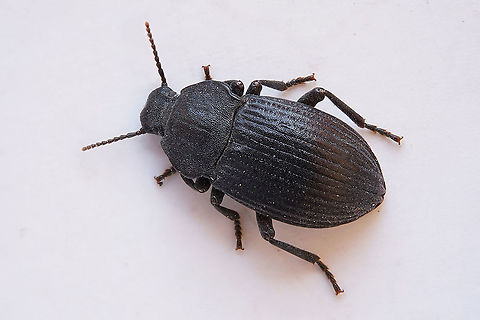 Dendarus coarcticollis