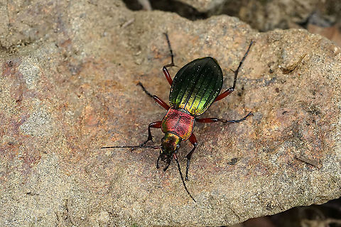 Carabus auronitens (Fabricius, 1792) 20 mm long Carabus auronitens,France,Geotagged,Summer