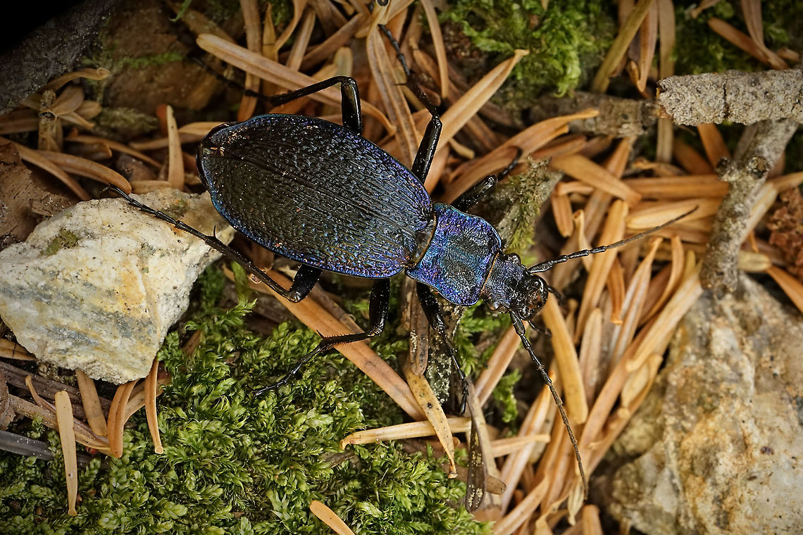 Carabus intricatus (Linnaeus, 1761) 31 mm long Blue Ground Beetle,Carabus intricatus,France,Geotagged,Summer