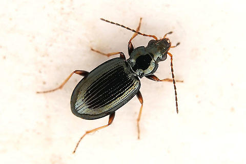 Bembidion deletum