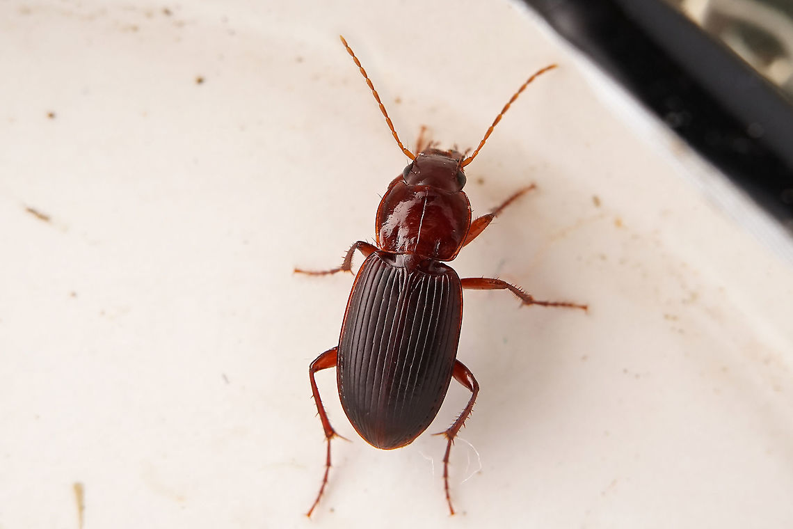Platyderus depressus (Audinet-Serville,1821) 7.6 mm long Carabidae France,Geotagged,Platyderus depressus,Summer